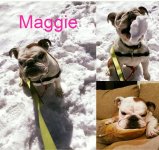 maggie.jpg maggie.jpg
