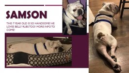 sampson.jpg sampson.jpg