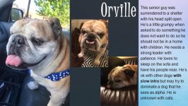 orville.jpg orville.jpg