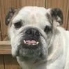 penny2.webp