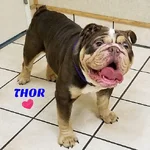 thor.webp thor.webp