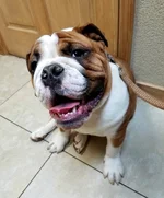 Petey2.webp