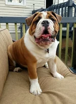 Petey1.webp