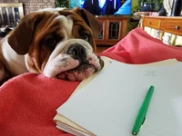 Petey3.webp