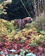 autumn2017.webp
