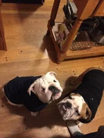 bru_chug_hoodies.webp