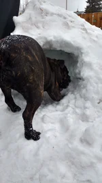 Helping dig my igloo.webp