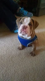 OZZIE HARNESS.webp OZZIE HARNESS.webp