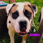 bubba.jpg bubba.jpg