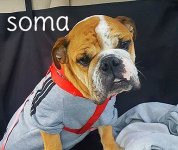 soma.jpg soma.jpg