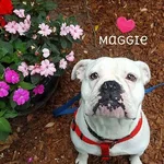 maggie.webp maggie.webp