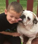 englishbulldogcontest.webp