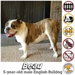 beau.webp beau.webp