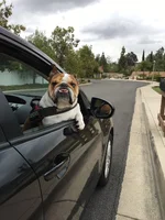 Harvey on a ride.webp