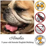 amelia.webp amelia.webp