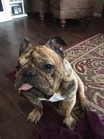 louie.jpg louie.jpg