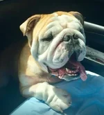 sluggo.webp