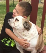englishbulldogcontest1.webp