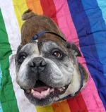 brutus1.webp