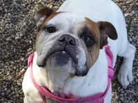 darla.webp