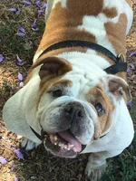 dottie.webp