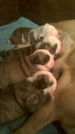 Bully Babies.jpg Bully Babies.jpg