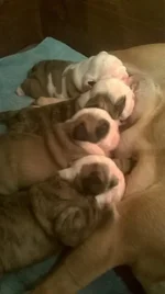 Bully Babies.webp