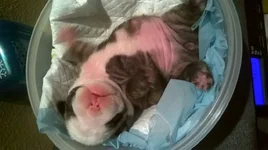 Nikki 1 week.webp