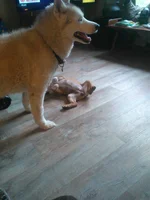 IMG_2017-05-26_06-29-04.webp