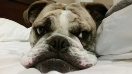 Dozer @ bedtime (9 months).webp