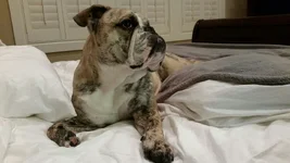 Dozer @ bedtime - 9 months old (1).webp