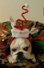Beautiful Lola.webp