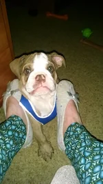 OZ AFTER WALK.webp