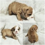 BABY OZZIE.jpg BABY OZZIE.jpg