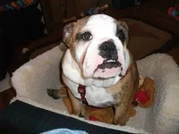 Maude 6mo.4122013 007.webp