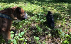 castor och råkunge.webp