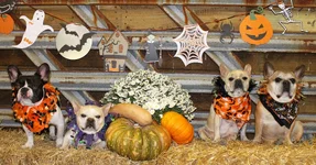 Halloween Group 1.webp