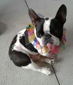 Murphy.webp
