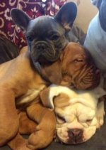Frankie, Toy n EB.JPG