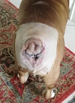 Monty's tail Jan 2017.webp
