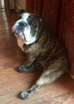 Turkey Leg.webp