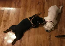 Turkey Legs.webp