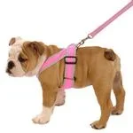 precision-fit-nylon-dog-harness-hot-pink-1.webp precision-fit-nylon-dog-harness-hot-pink-1.webp