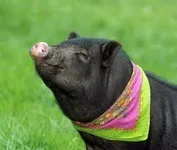 piggy.webp