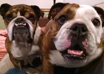 Foxie Lola eager beavers IMG_20160604_202514411.webp