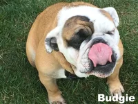budgie.webp