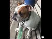 ella1.webp ella1.webp