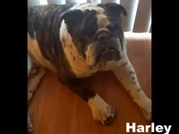 harleyv.webp harleyv.webp