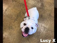 lucyx.webp lucyx.webp