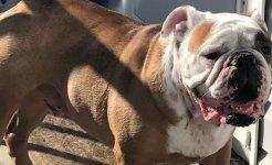 tyson.jpg tyson.jpg